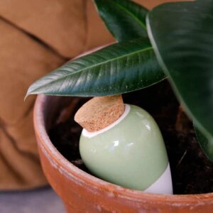 OLLA - GREEN