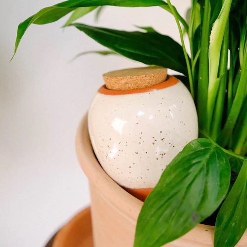 OLLA - BLANC GRAINE – Image 3