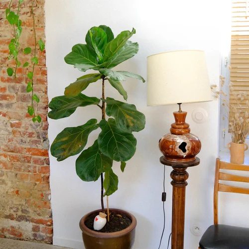 OLLA - COEUR – Image 3